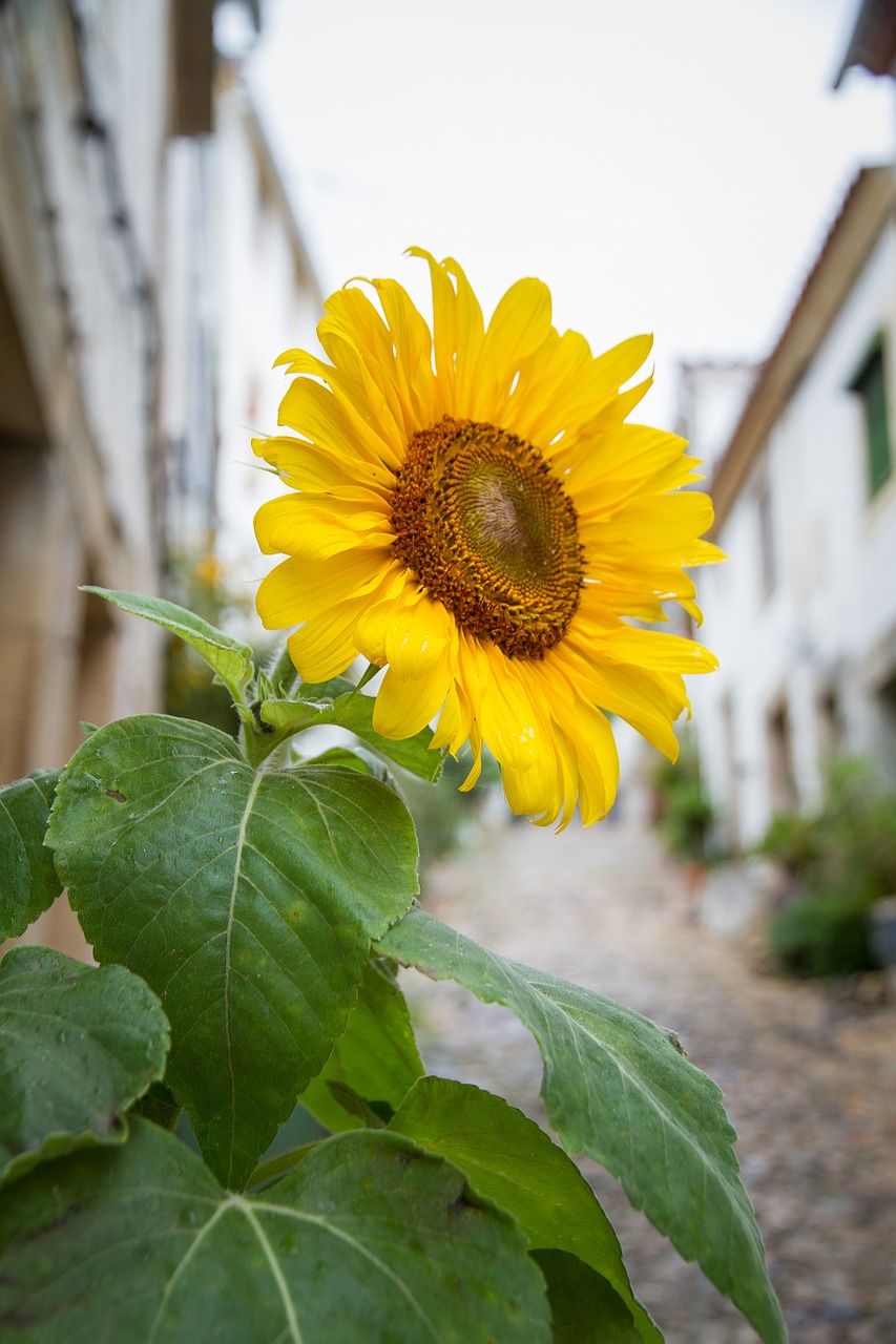 sun flower flower sunflower free photo