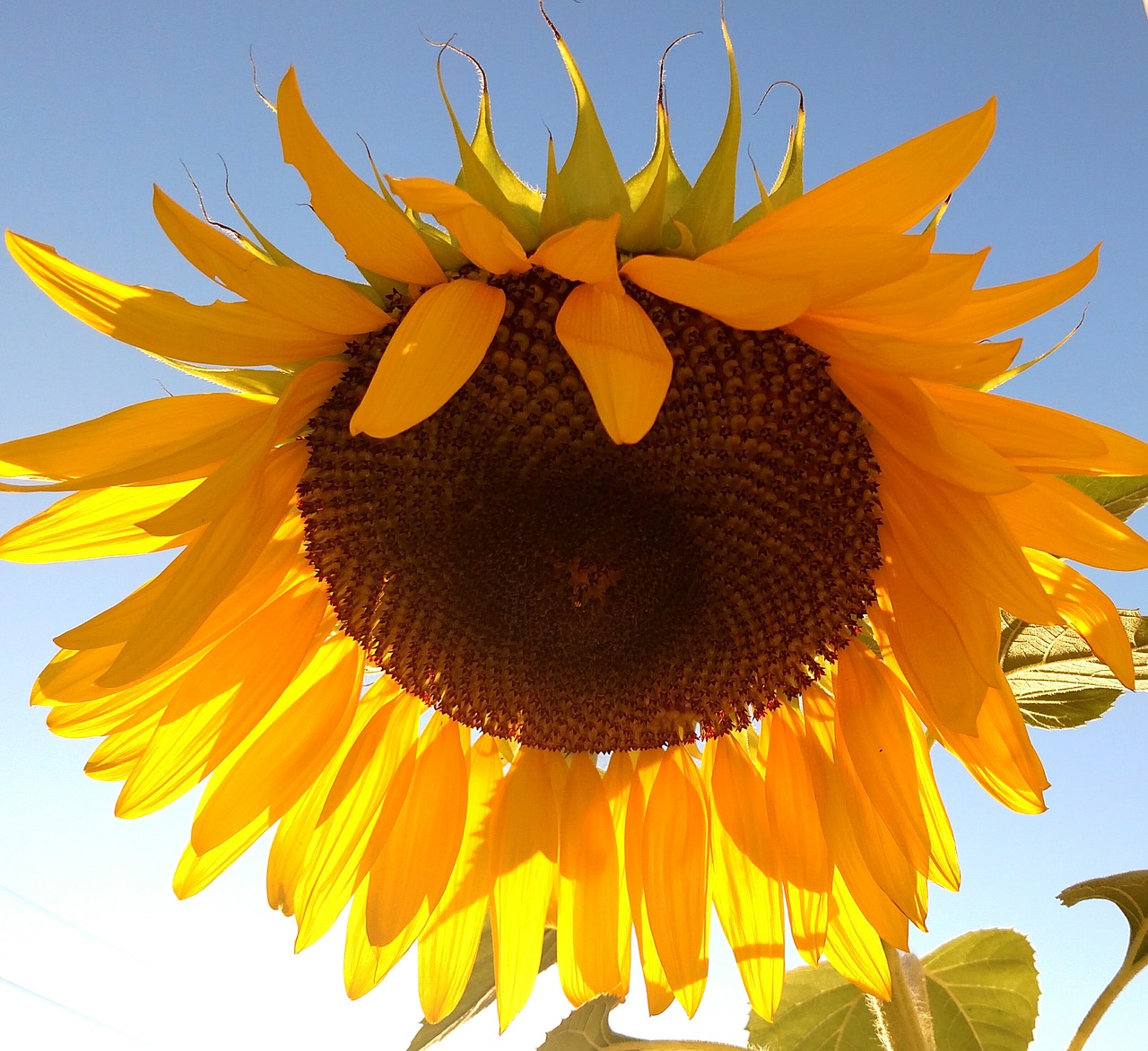 sun flower yellow sun free photo