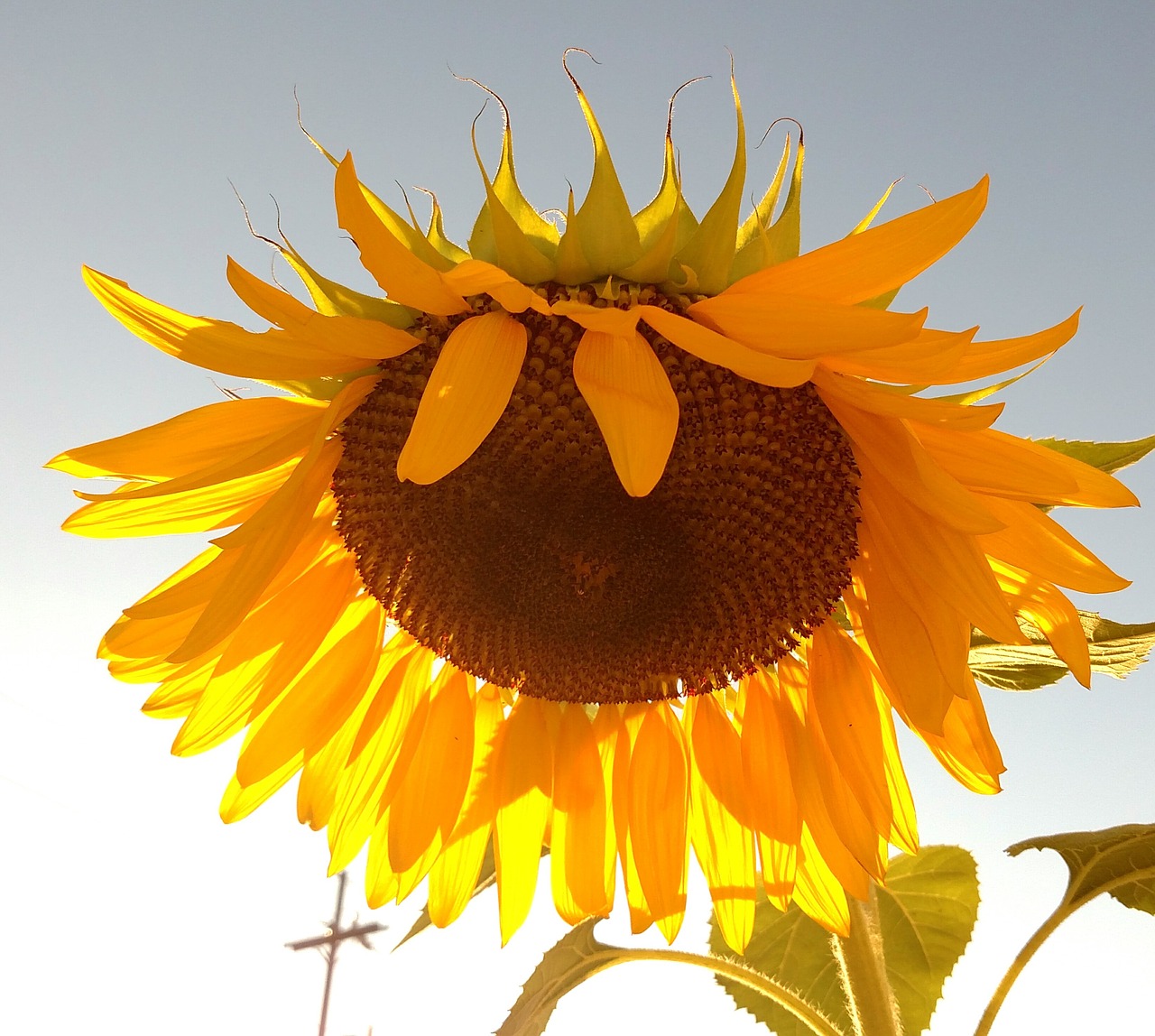 sun flower flower yellow free photo