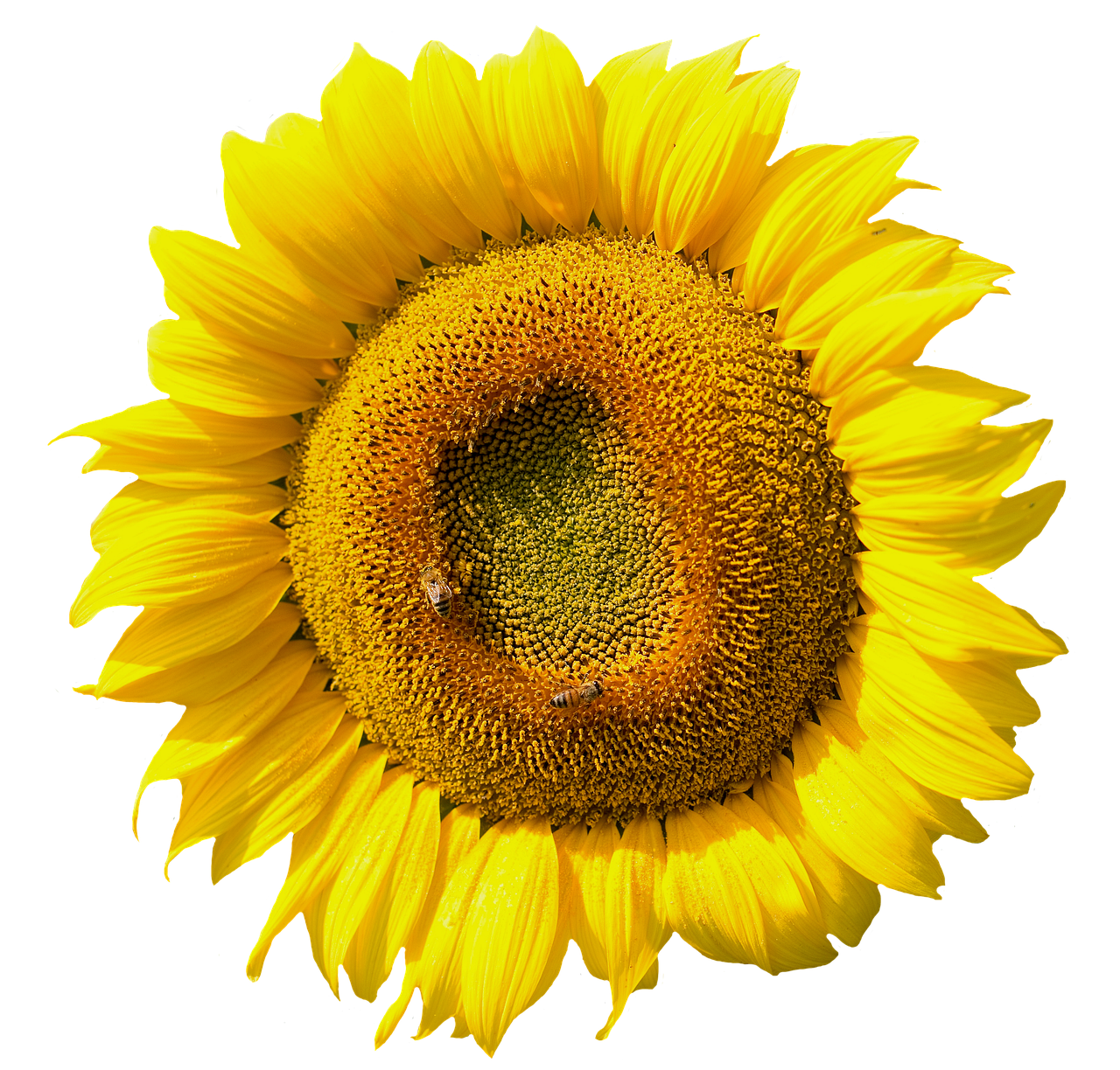 sun flower blossom bloom free photo