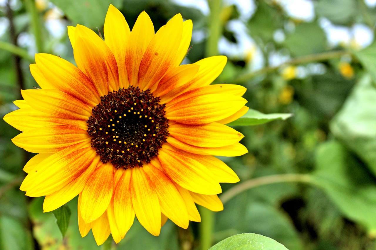 sun flower blossom bloom free photo