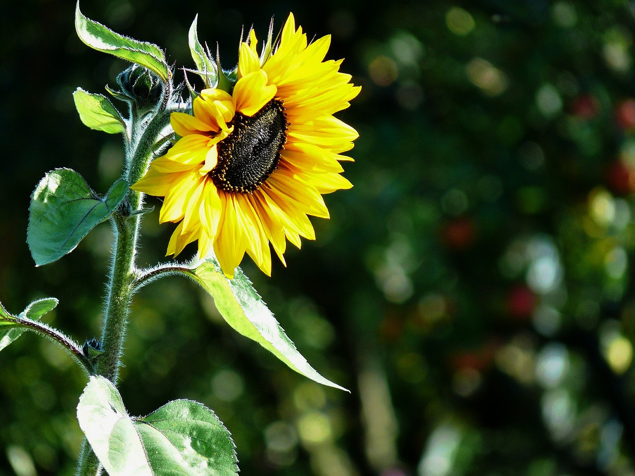 sun flower sunflower seeds sunflower oil free photo