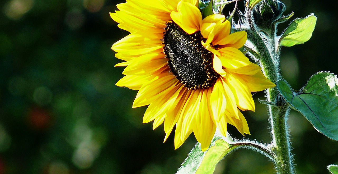 sun flower sunflower seeds sunflower oil free photo