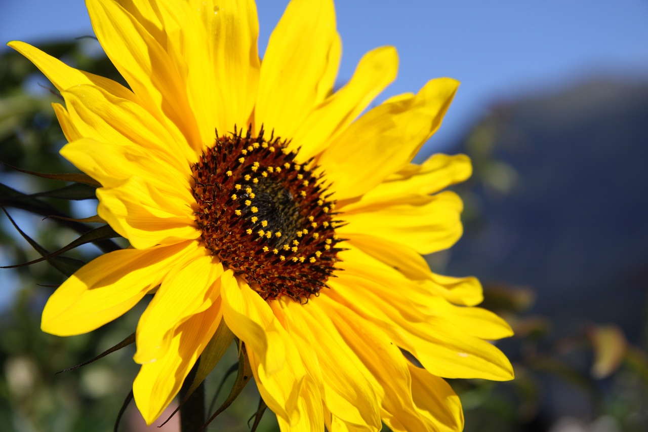 sun flower close blossom free photo