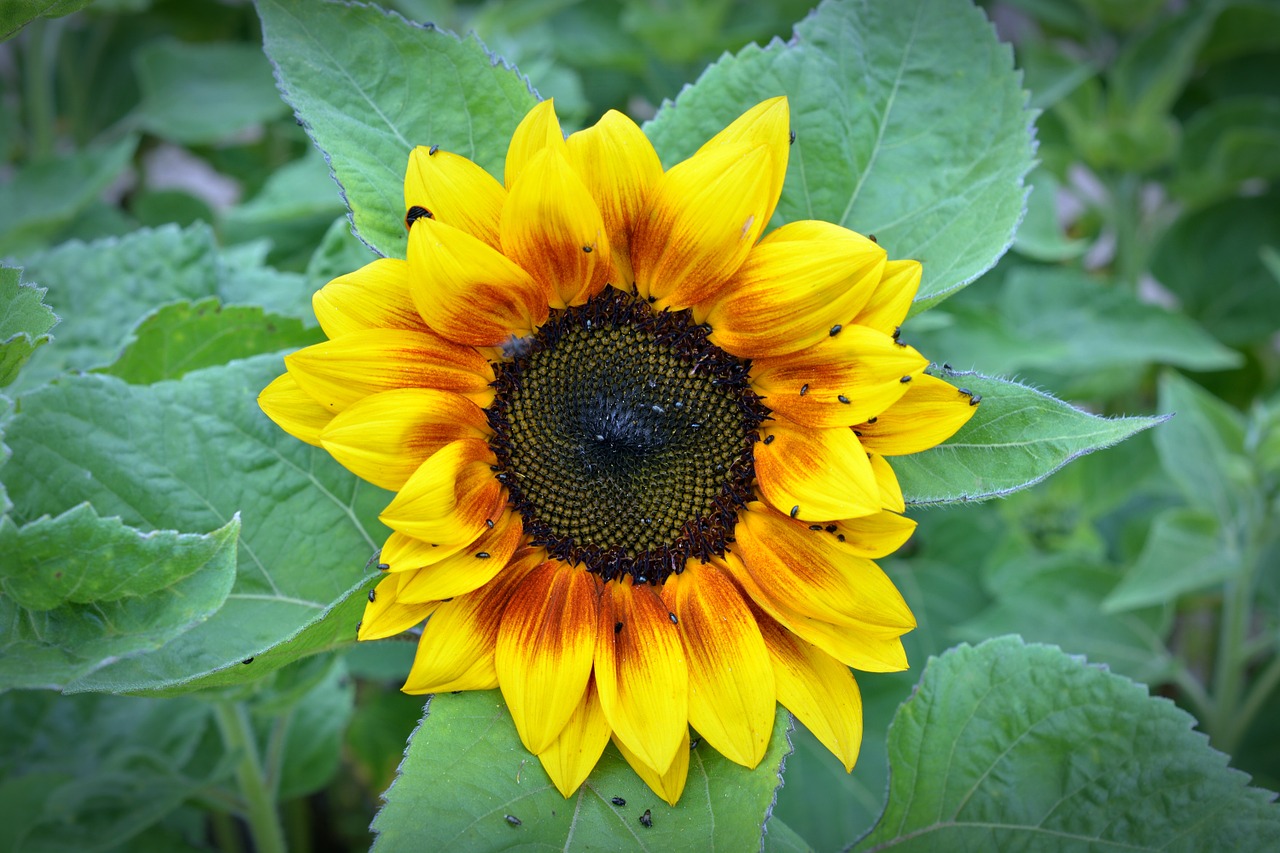 sun flower blossom bloom free photo