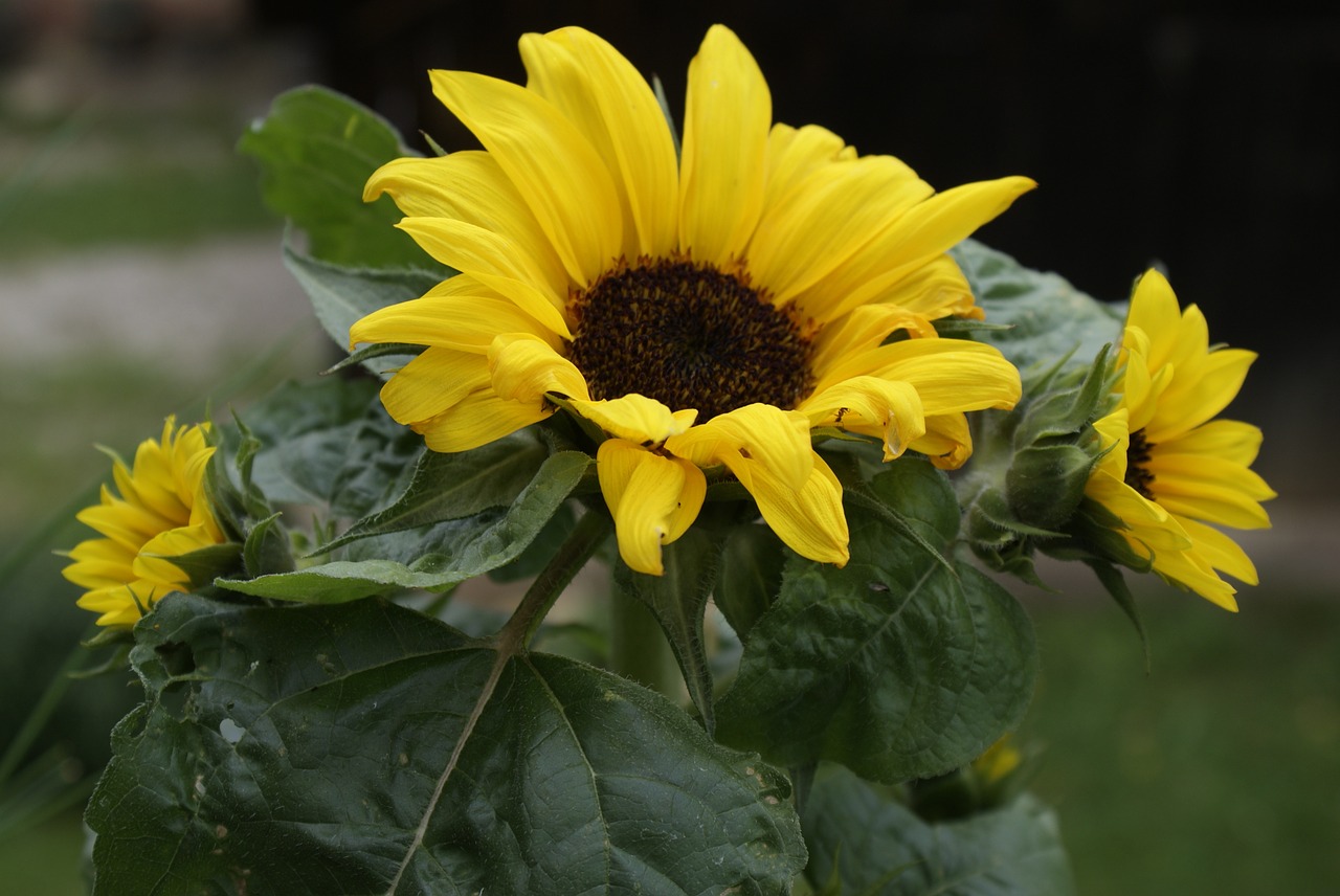 sun flower summer garden free photo