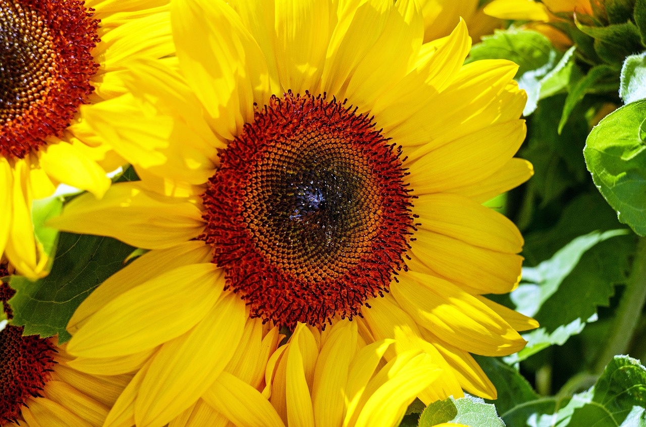 sun flower flower blossom free photo