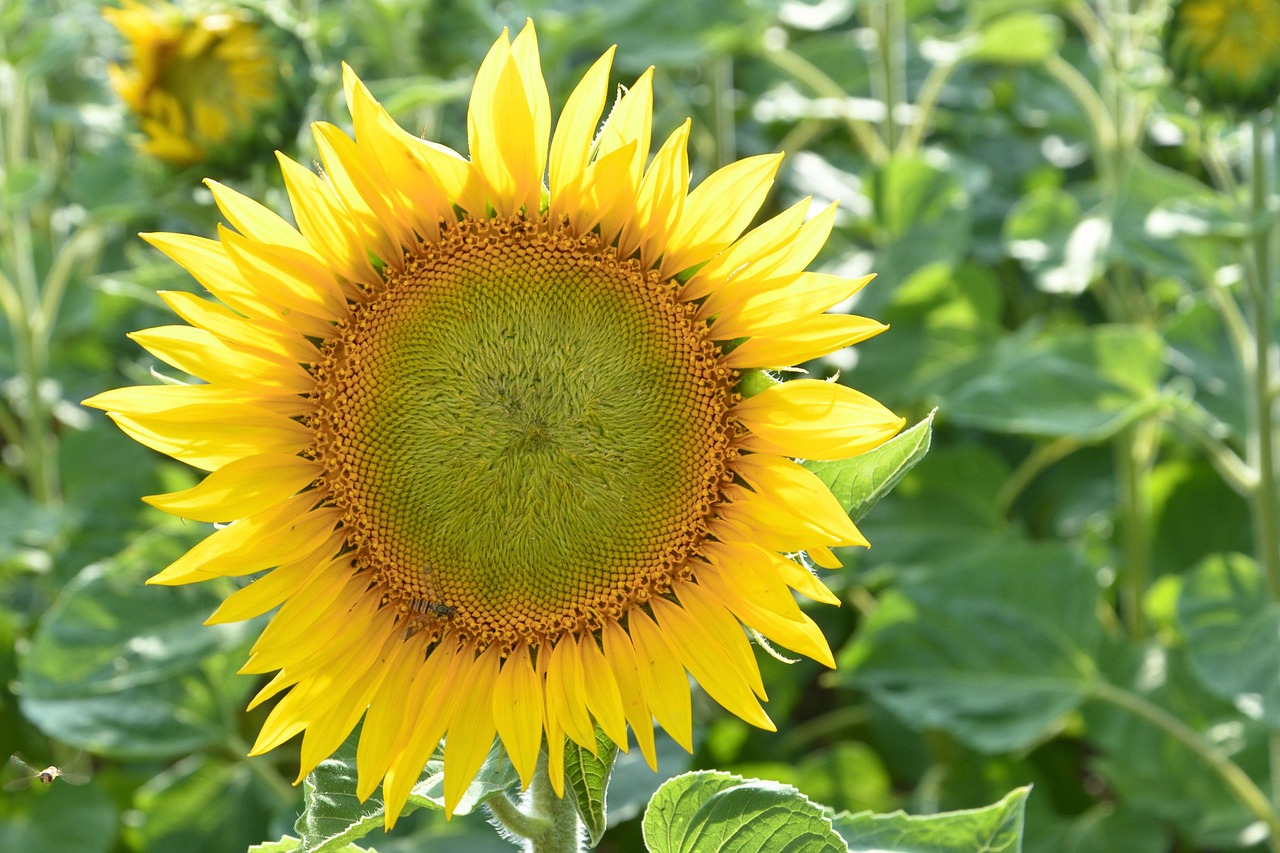 sun flower blossom bloom free photo