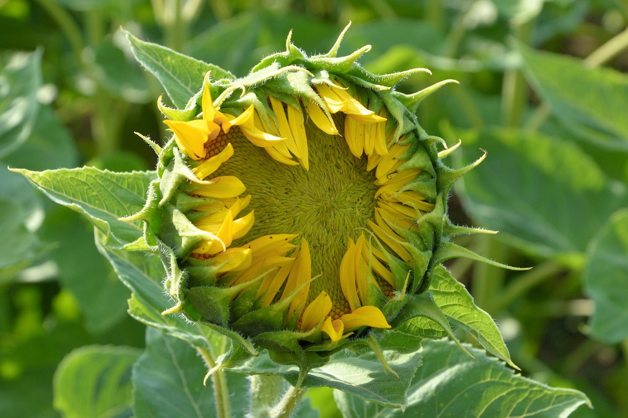 sun flower bud going up free photo