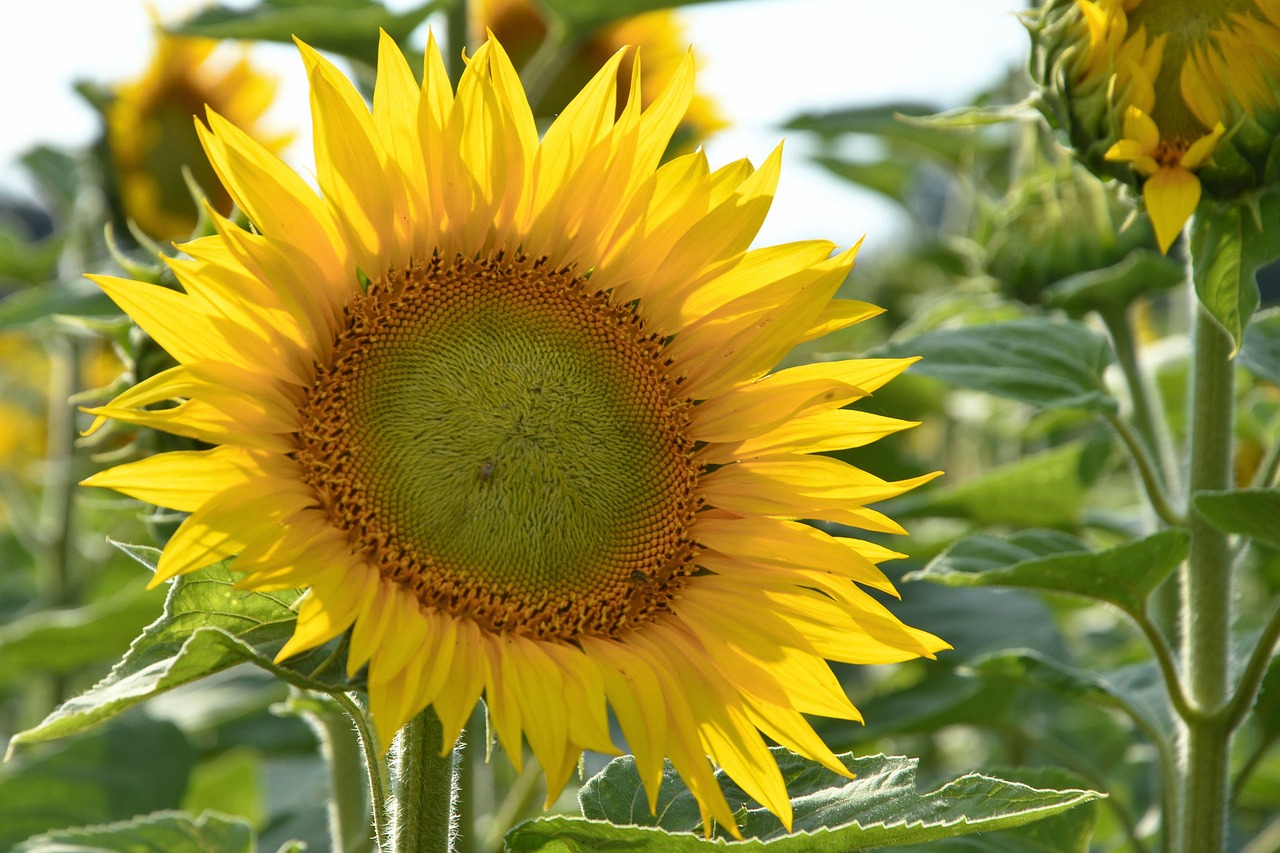 sun flower blossom bloom free photo