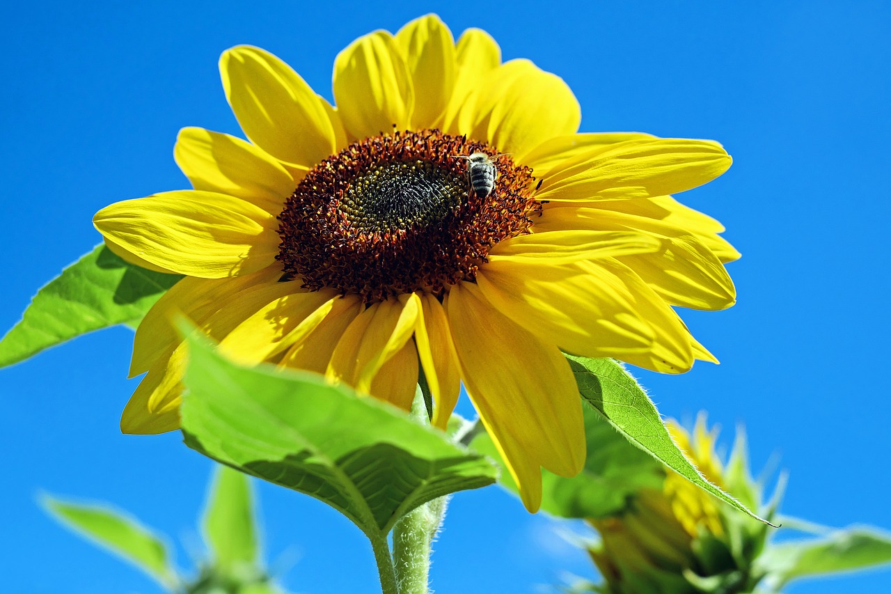 sun flower flower flowers free photo