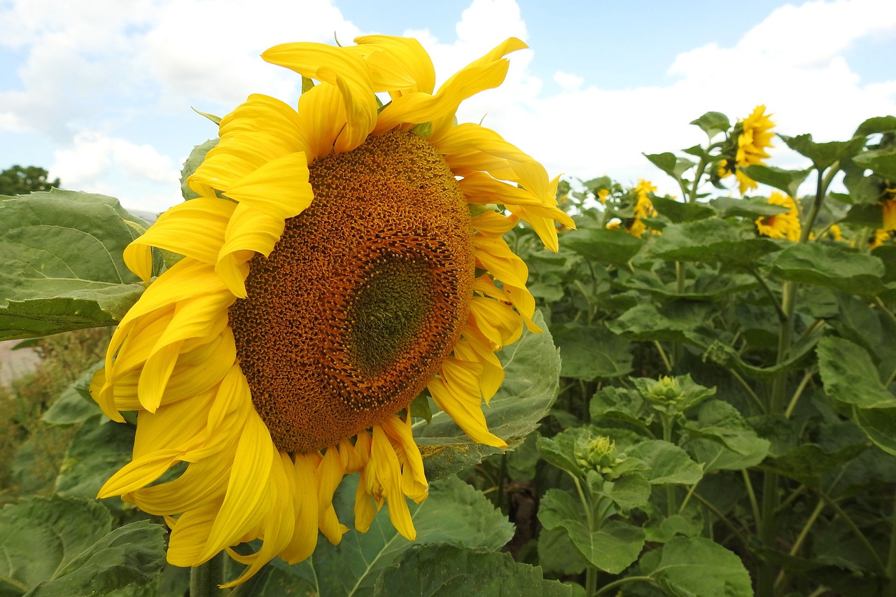 sun flower blossom bloom free photo