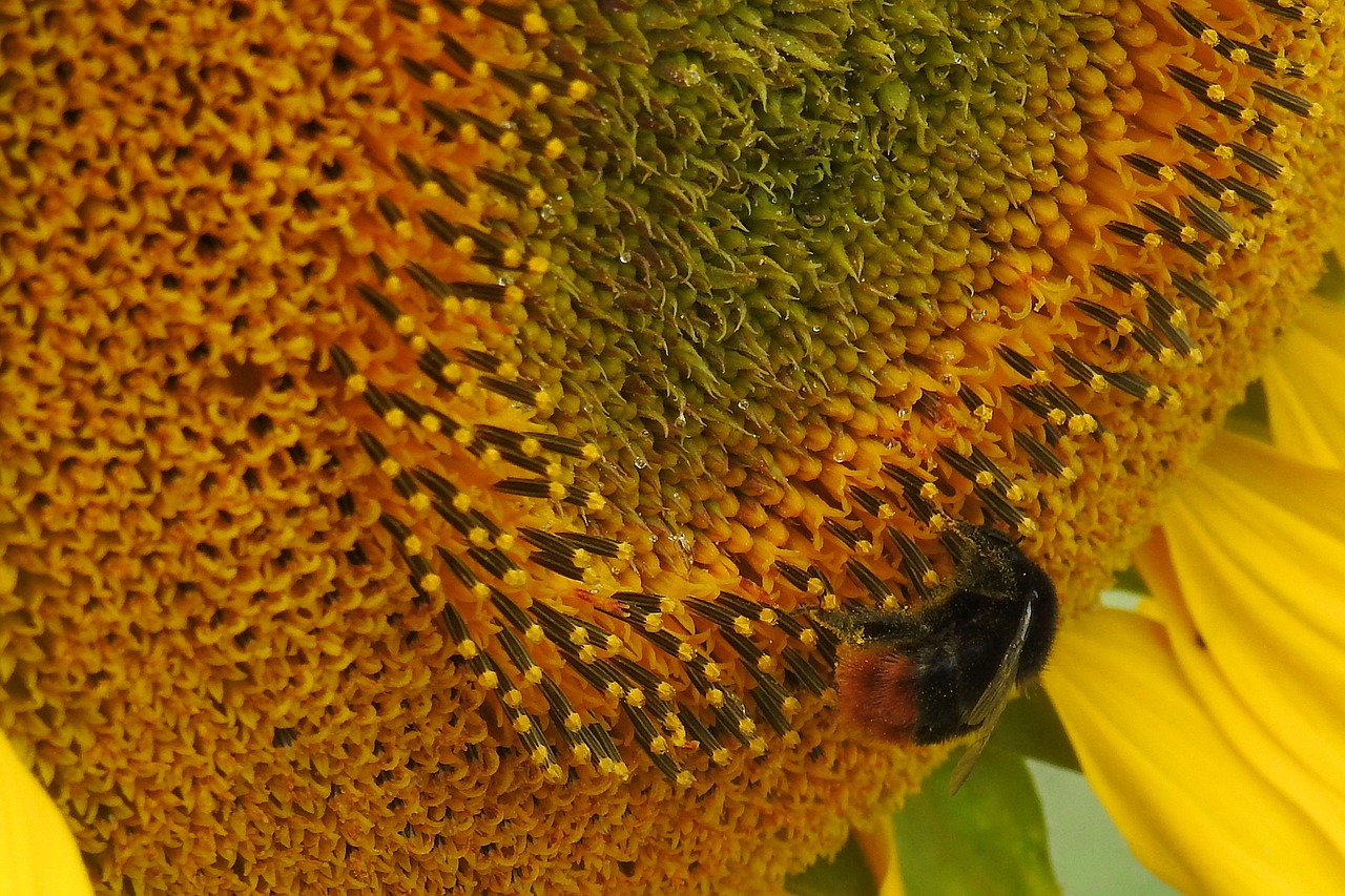 sun flower insect hummel free photo