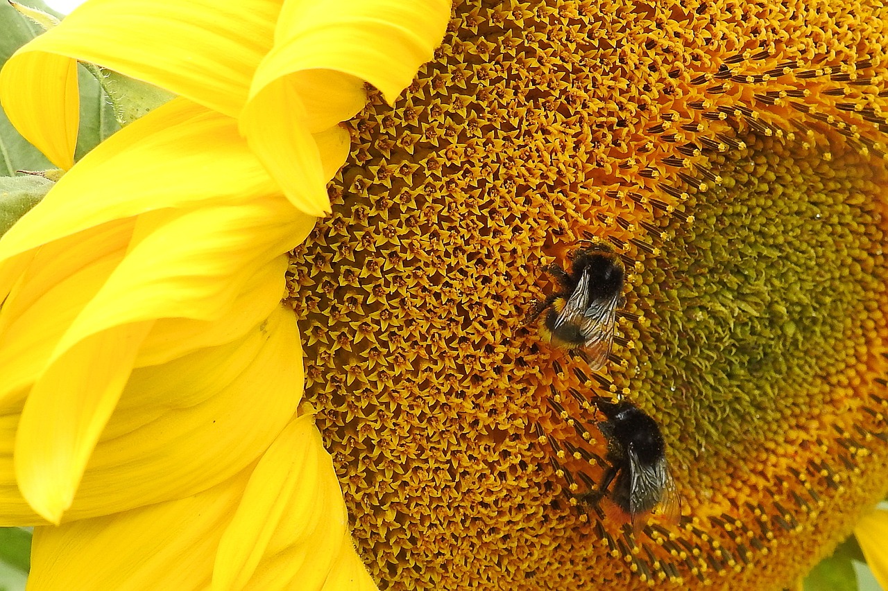 sun flower insect hummel free photo