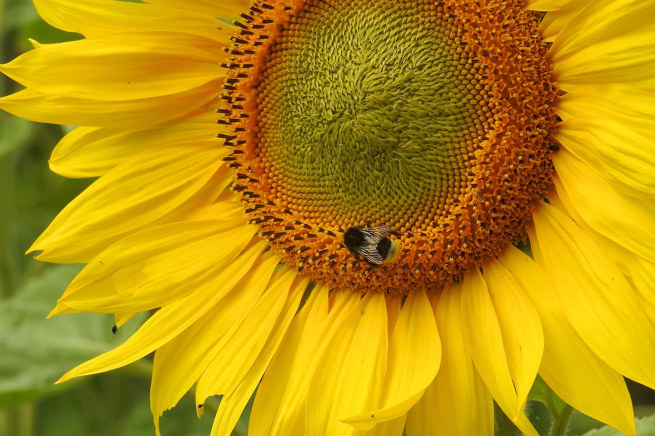 sun flower insect hummel free photo