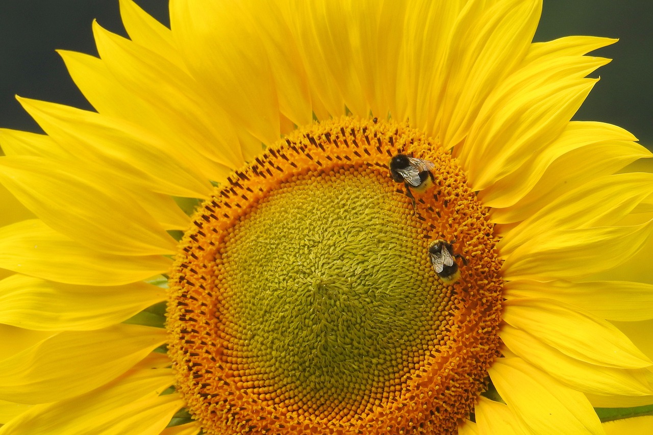 sun flower insect hummel free photo