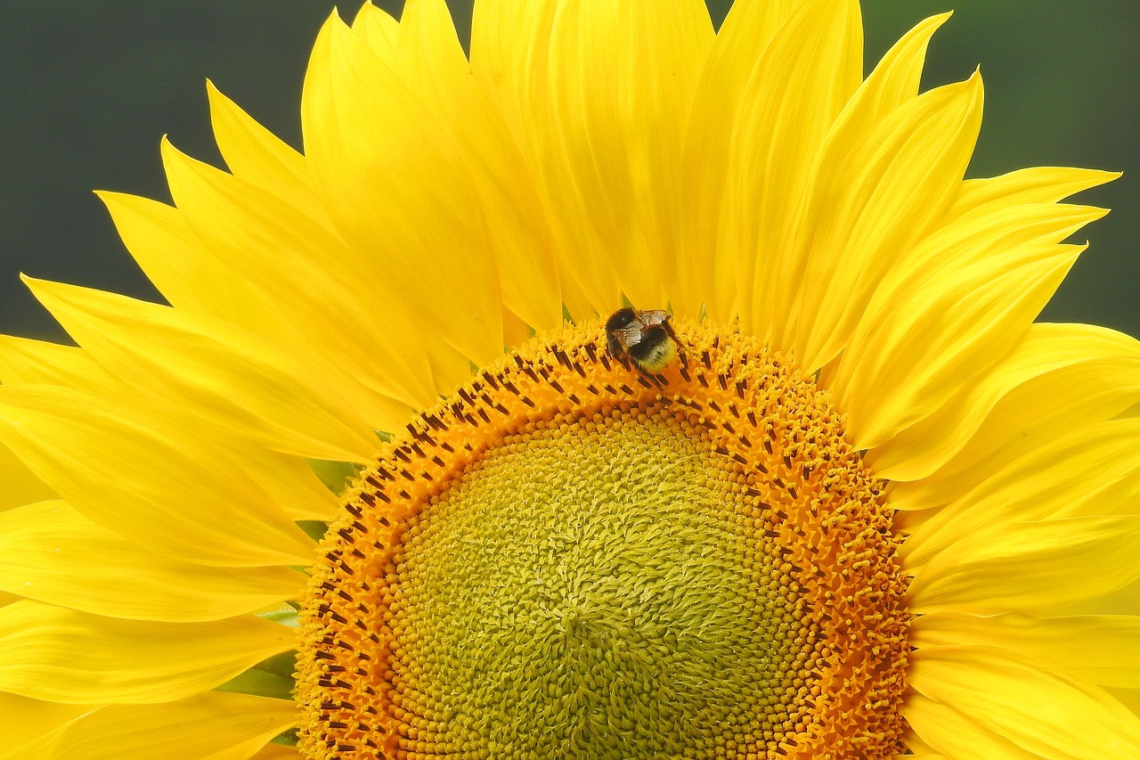 sun flower insect hummel free photo