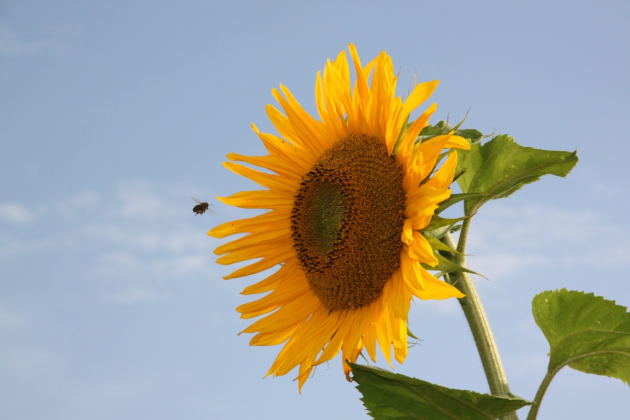 sun flower bee approach free photo