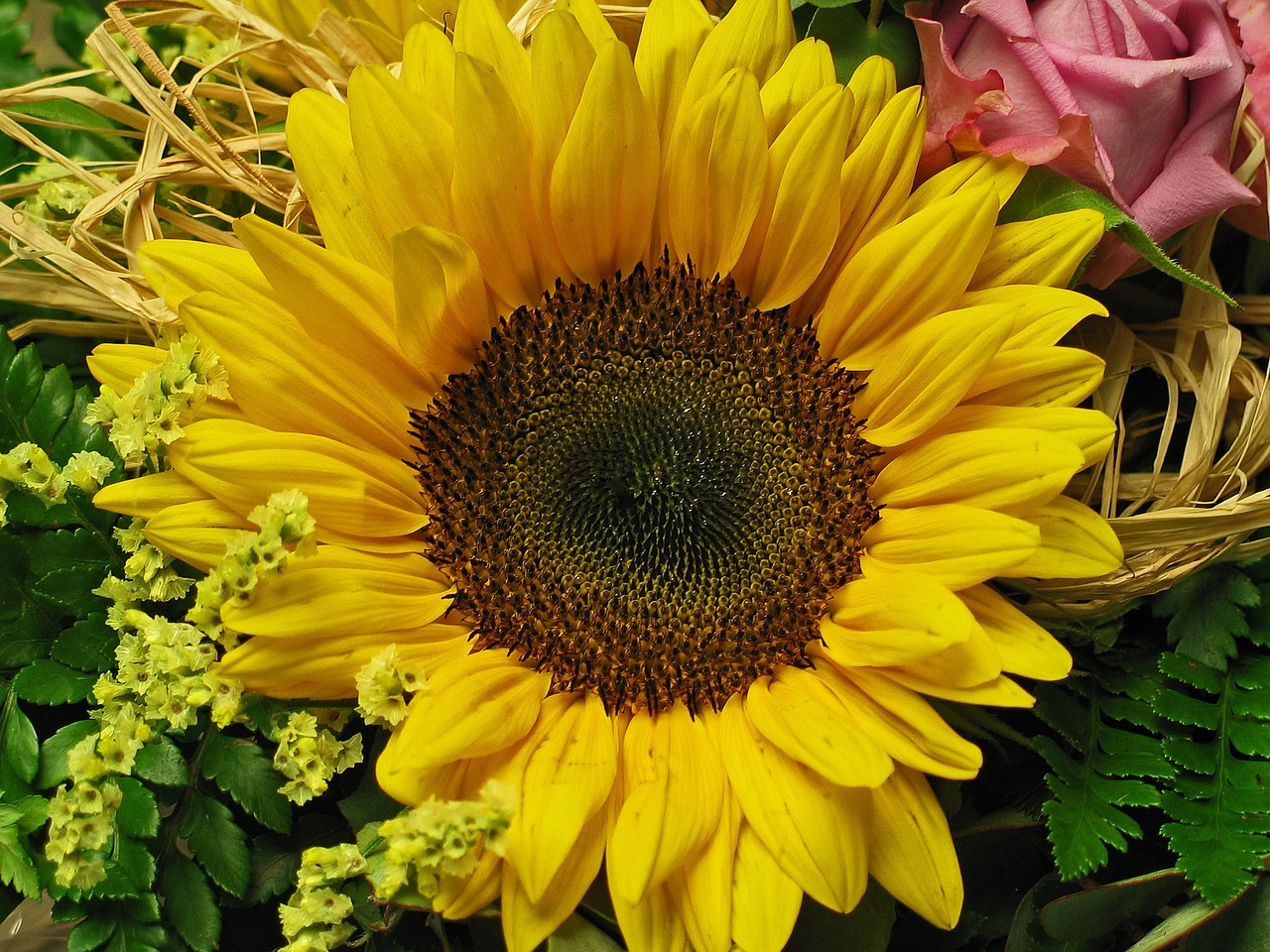 sun flower flower yellow free photo