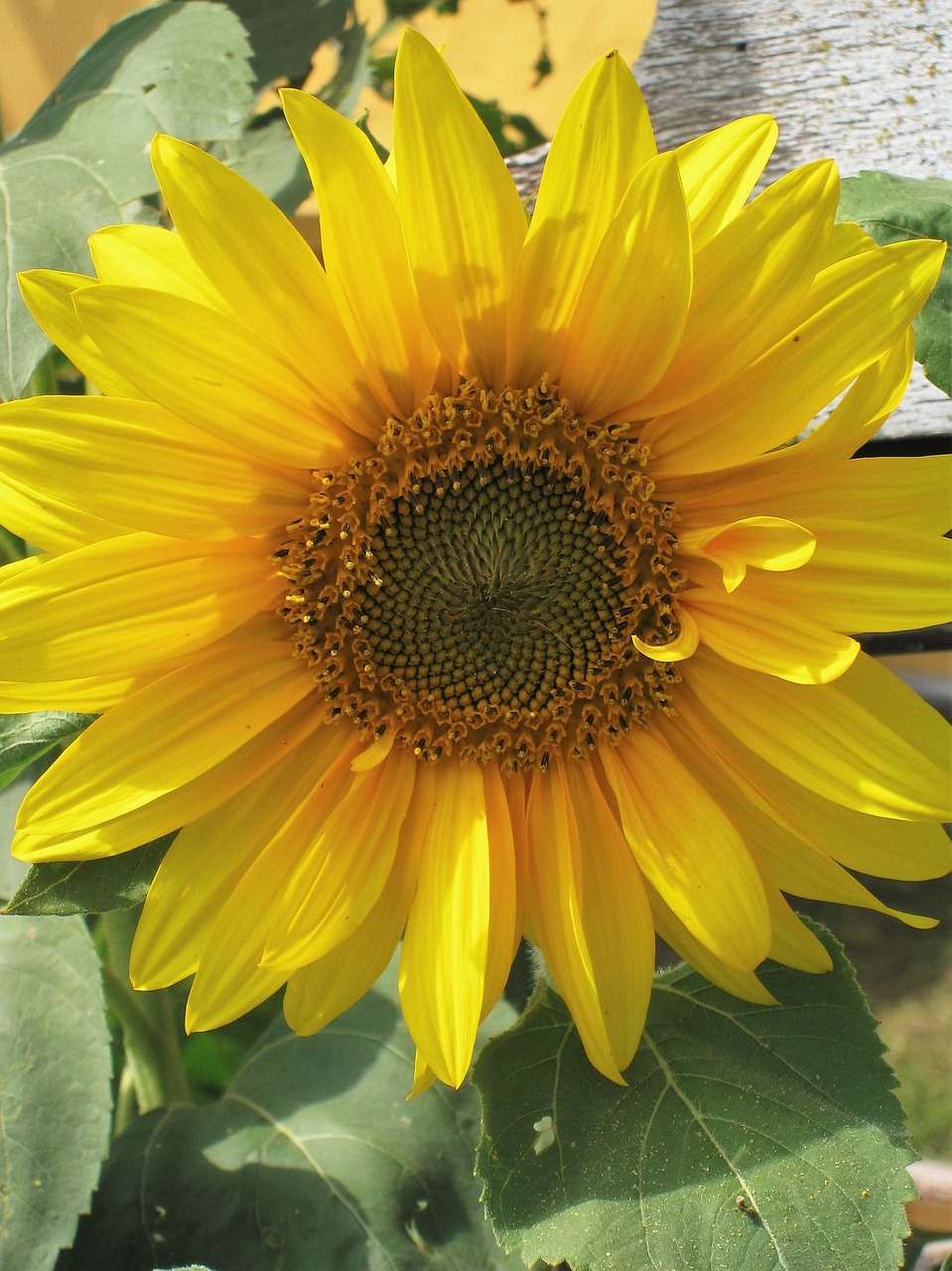 sun flower flower of summer bright yellow free photo