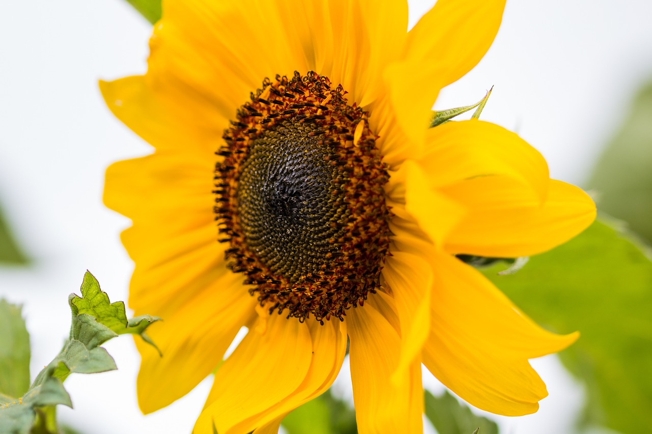 sun flower helianthus annuus blossom free photo