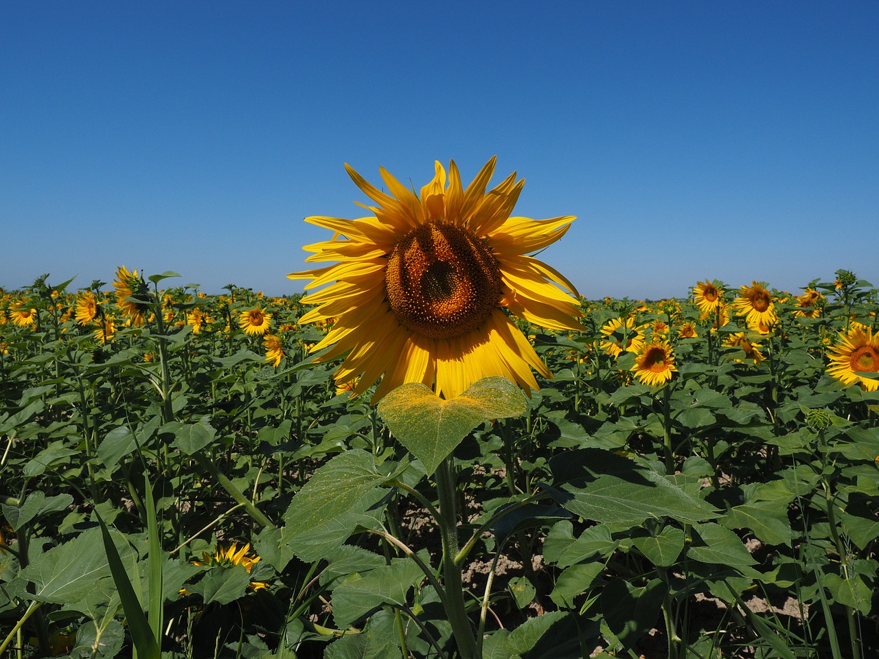 sun flower sunflower field helianthus annuus free photo