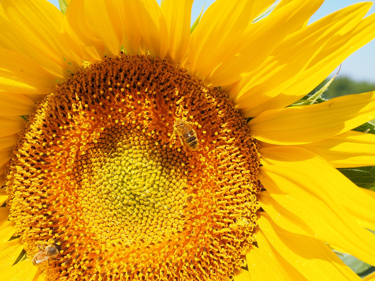sun flower bee blossom free photo