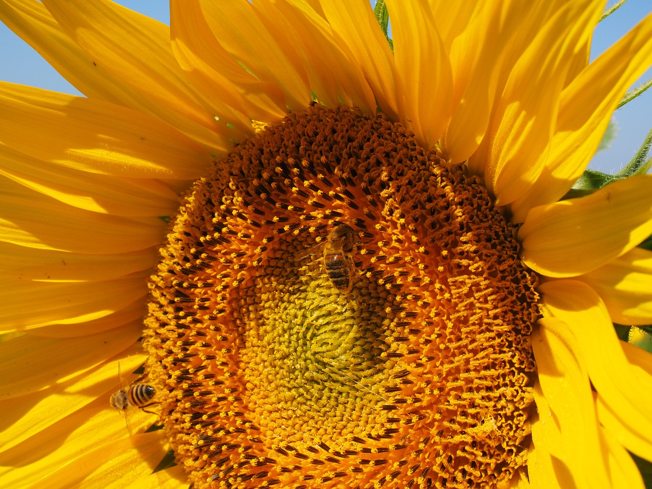 sun flower bee blossom free photo