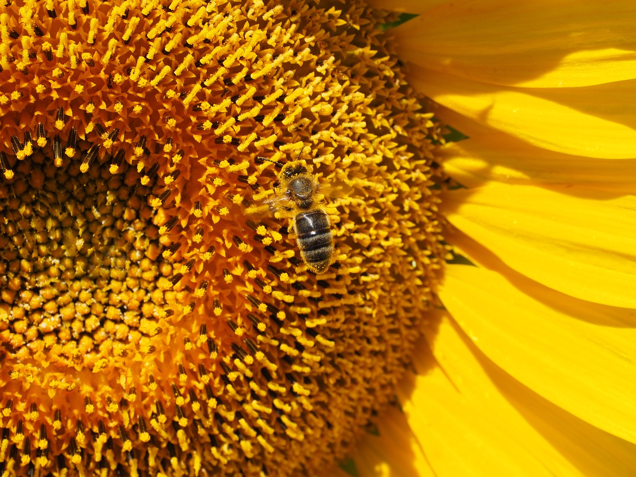 sun flower bee blossom free photo