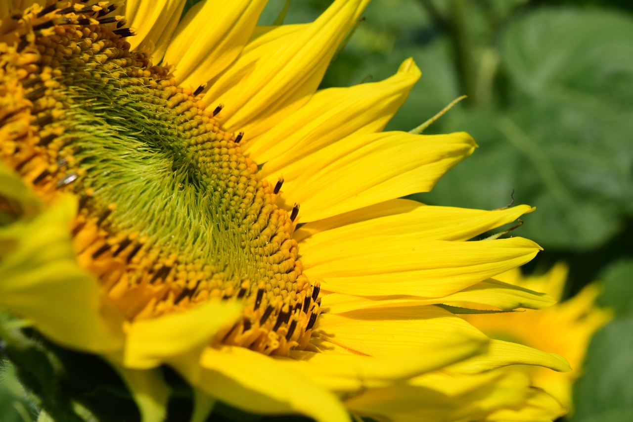 sun flower blossom bloom free photo