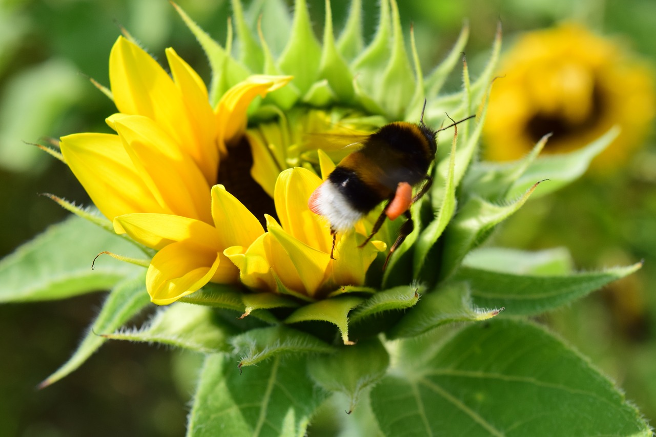 sun flower hummel blossom free photo