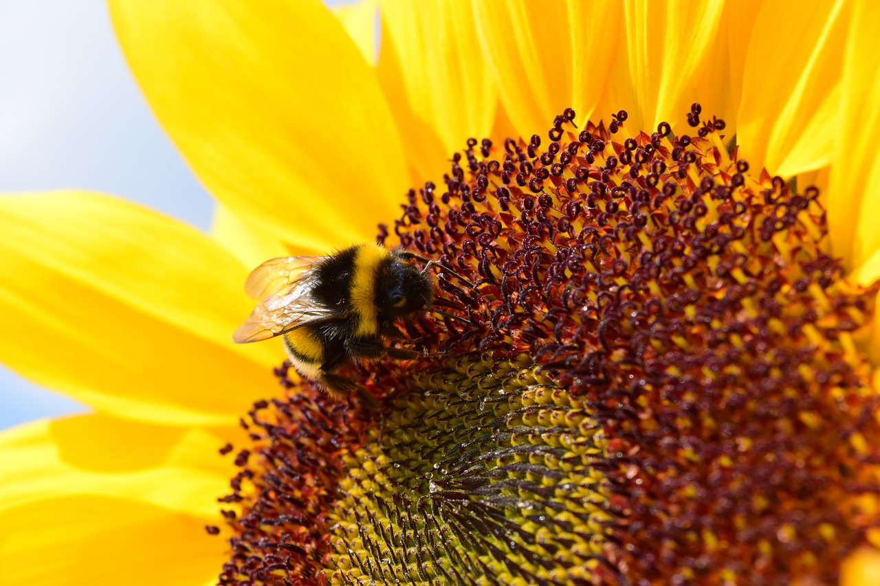 sun flower hummel blossom free photo