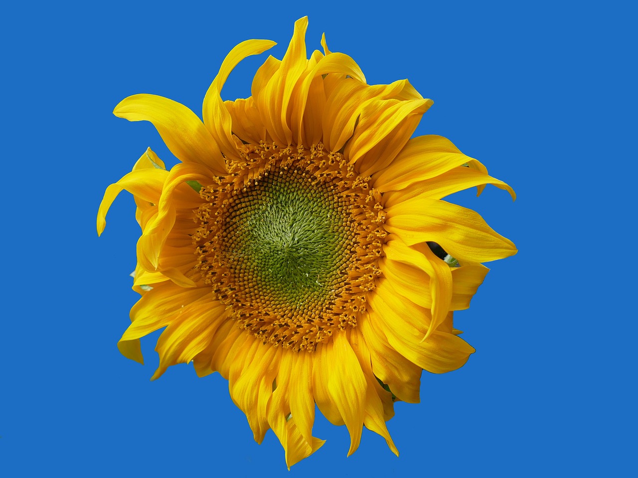 sun flower yellow flower blossom free photo