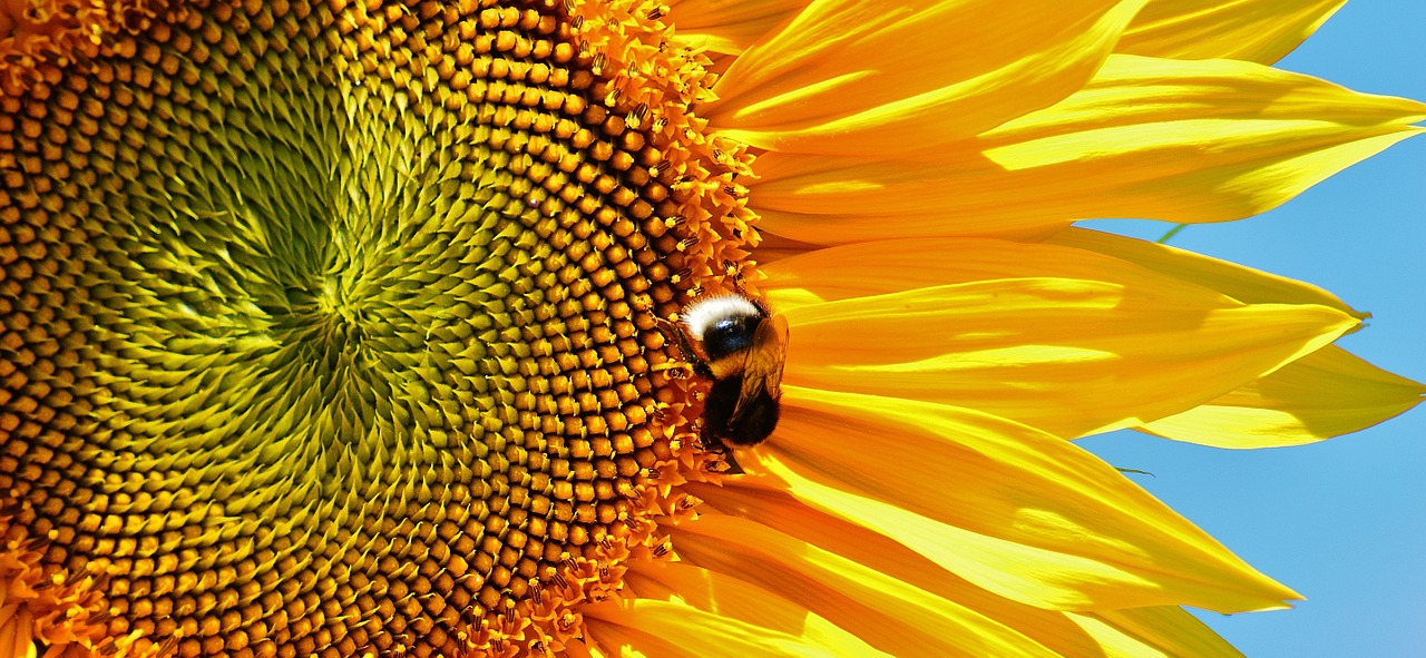 sun flower hummel summer free photo