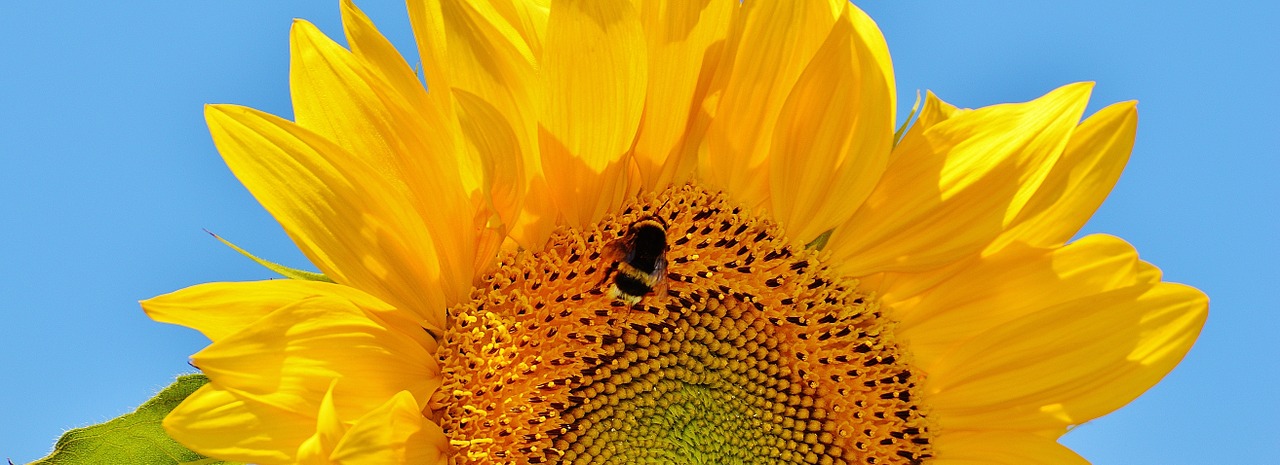 sun flower hummel summer free photo