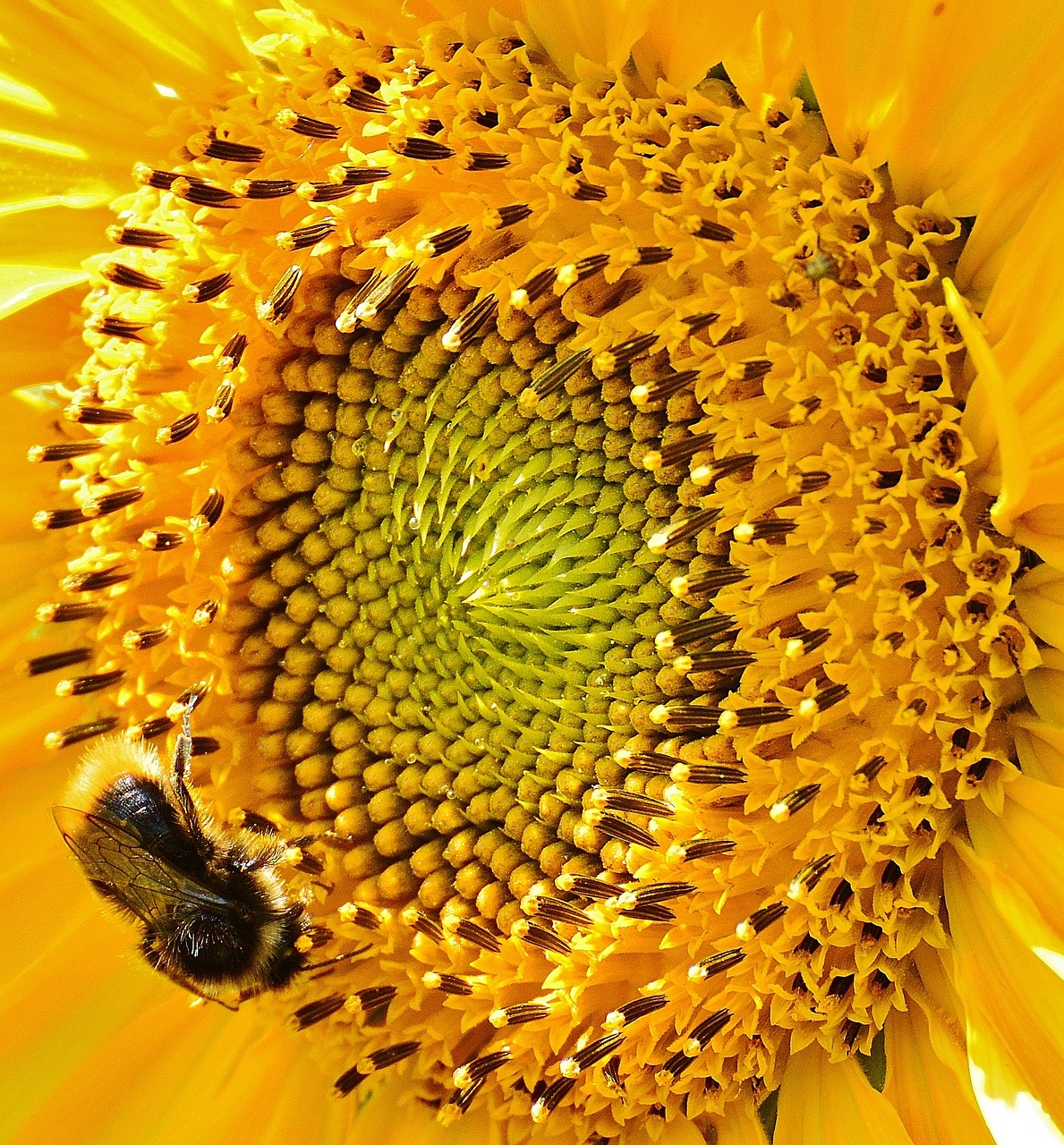 sun flower hummel summer free photo