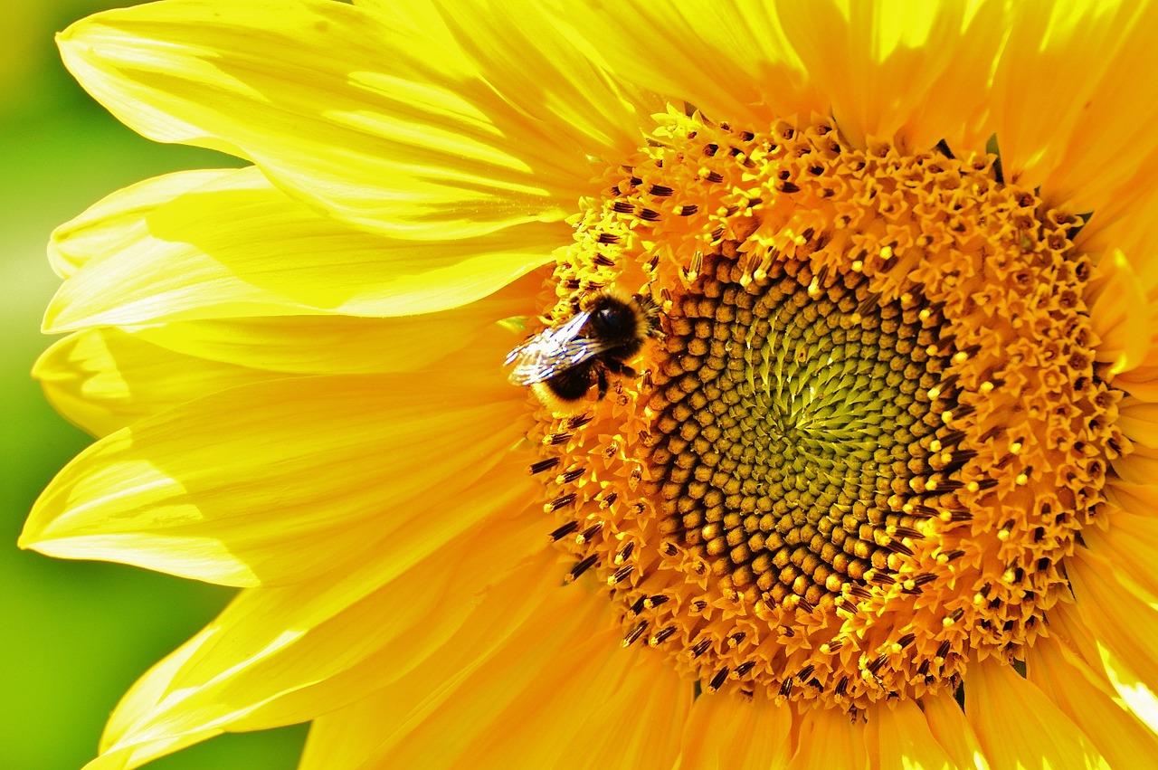 sun flower hummel summer free photo