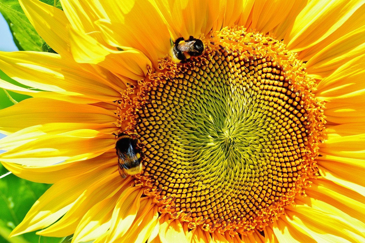 sun flower bumblebees summer free photo