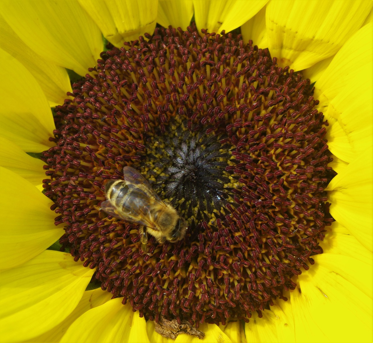 sun flower flower bee free photo