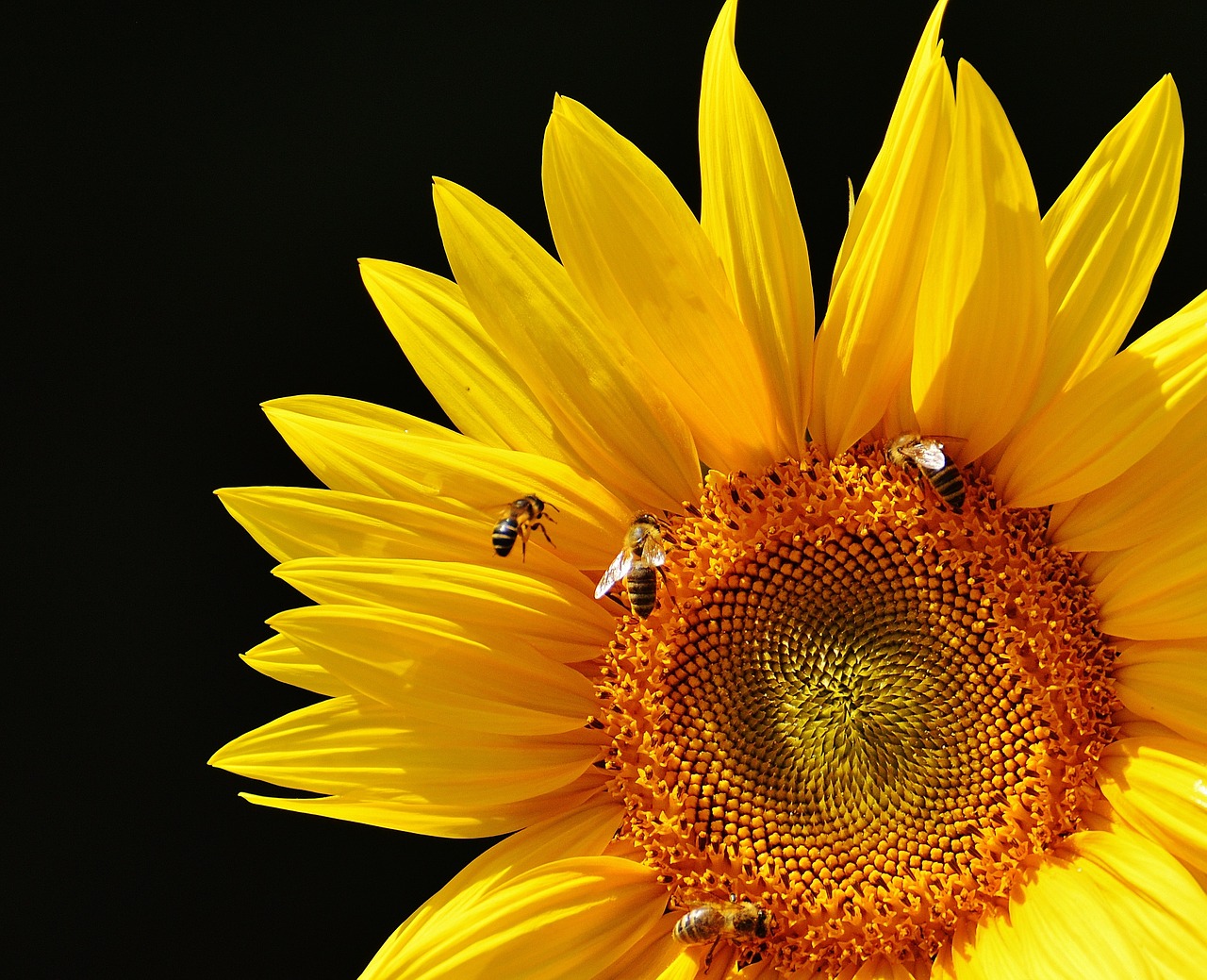 sun flower bees summer free photo