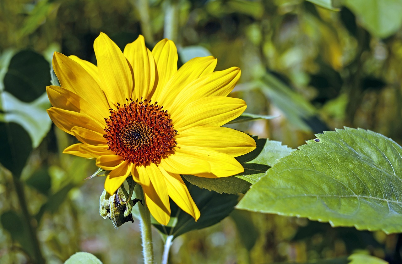 sun flower flower blossom free photo