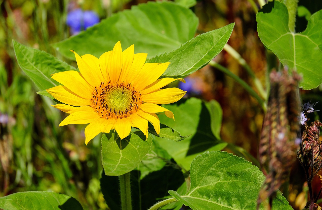 sun flower flower blossom free photo