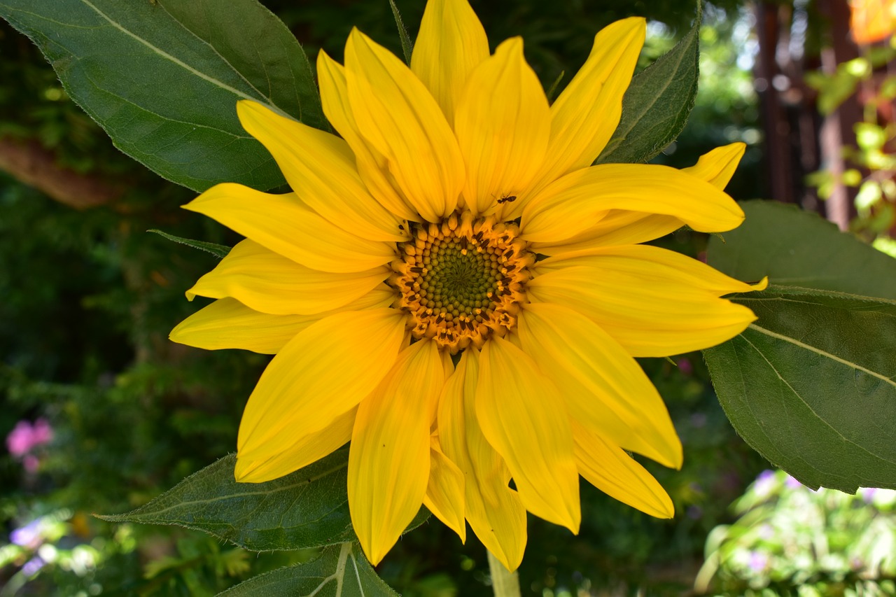 sun flower plant summer free photo