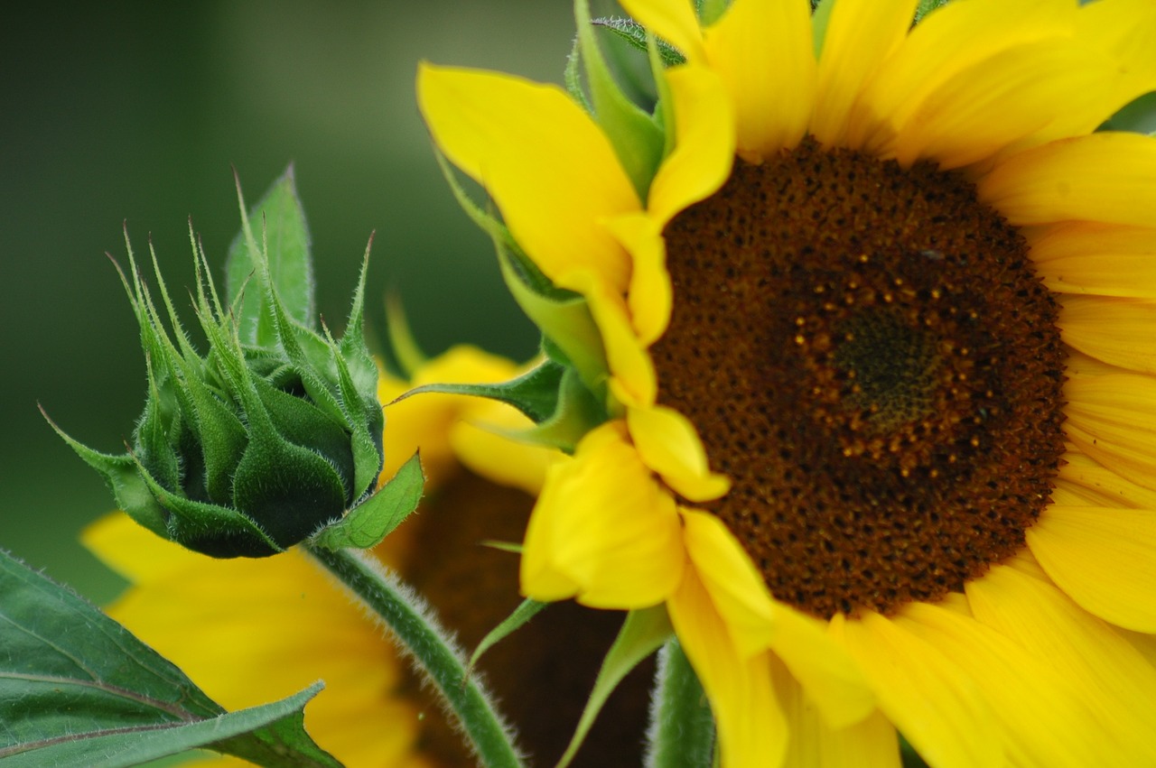 sun flower garden flower free photo