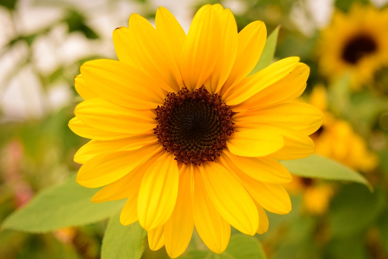 sun flower small blossom free photo