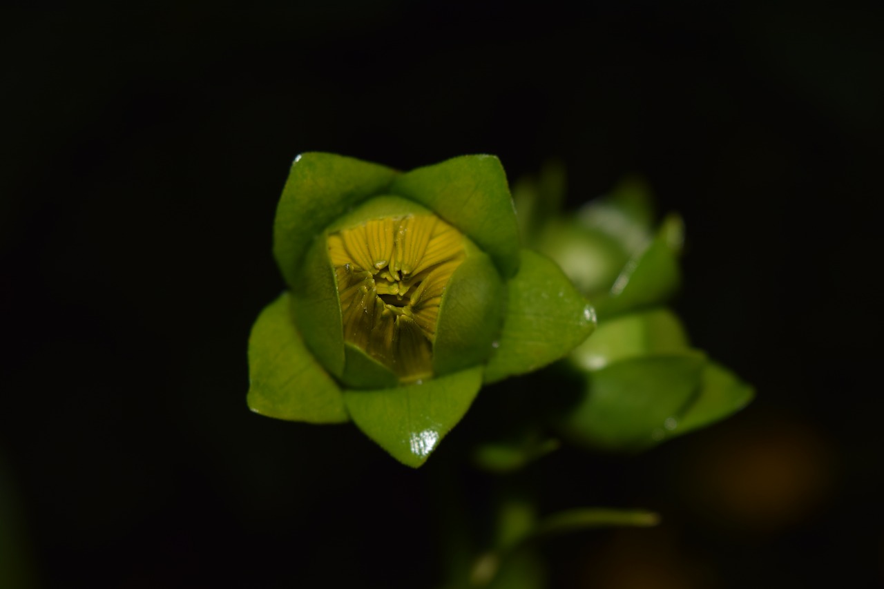 sun flower close bud free photo