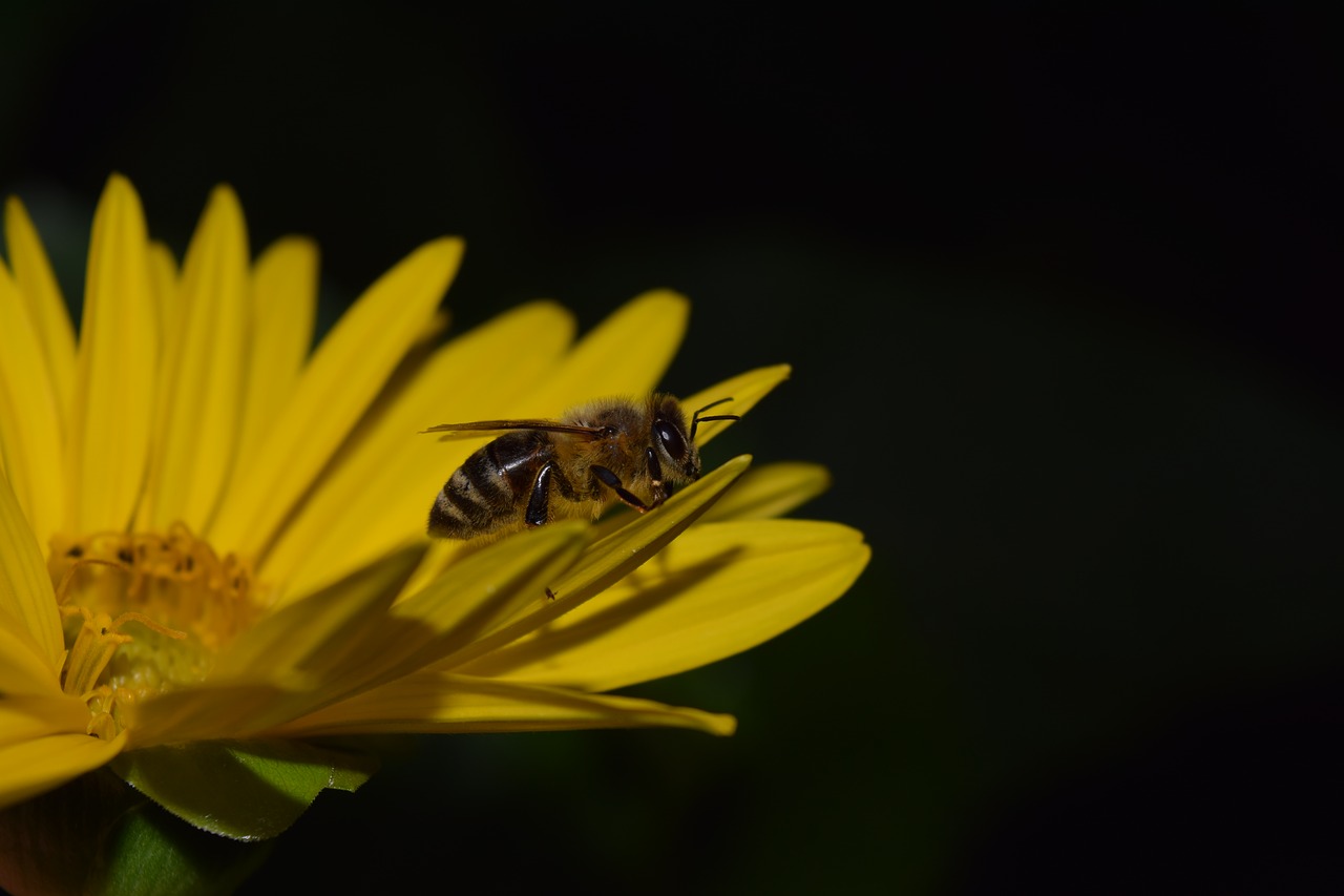 sun flower bee night photograph free photo