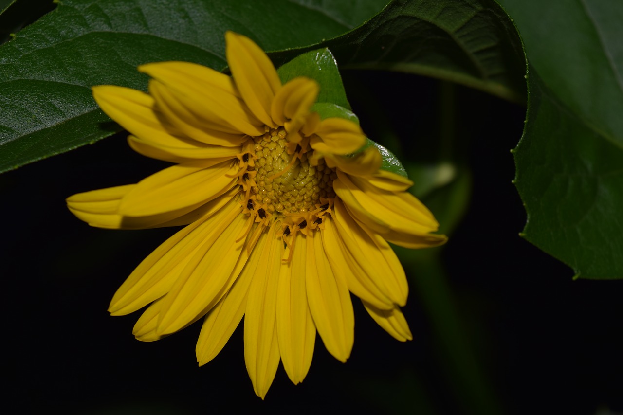 sun flower night photograph yellow free photo