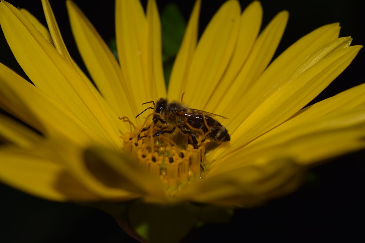 sun flower bee yellow free photo