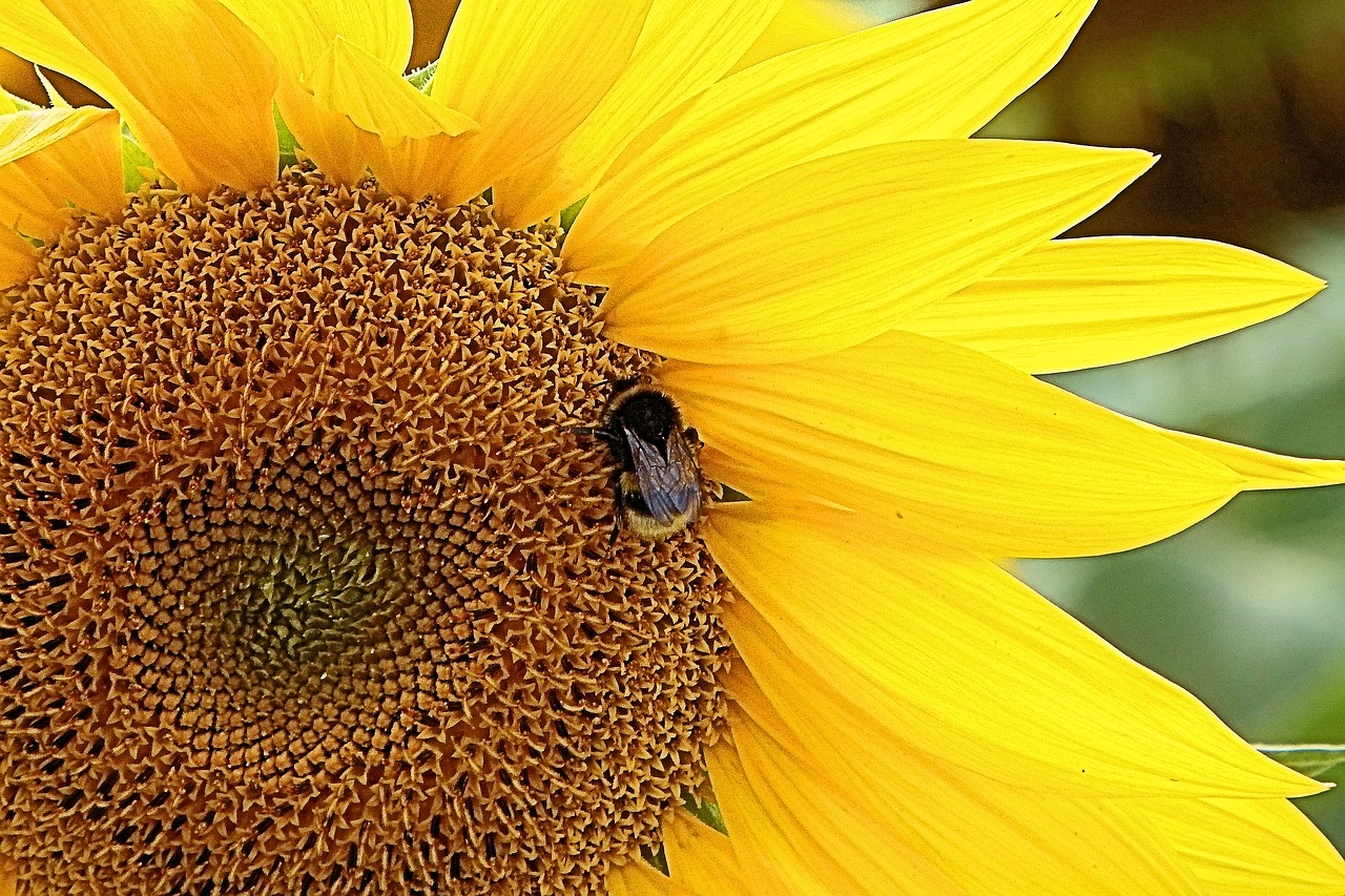 sun flower hummel insect free photo